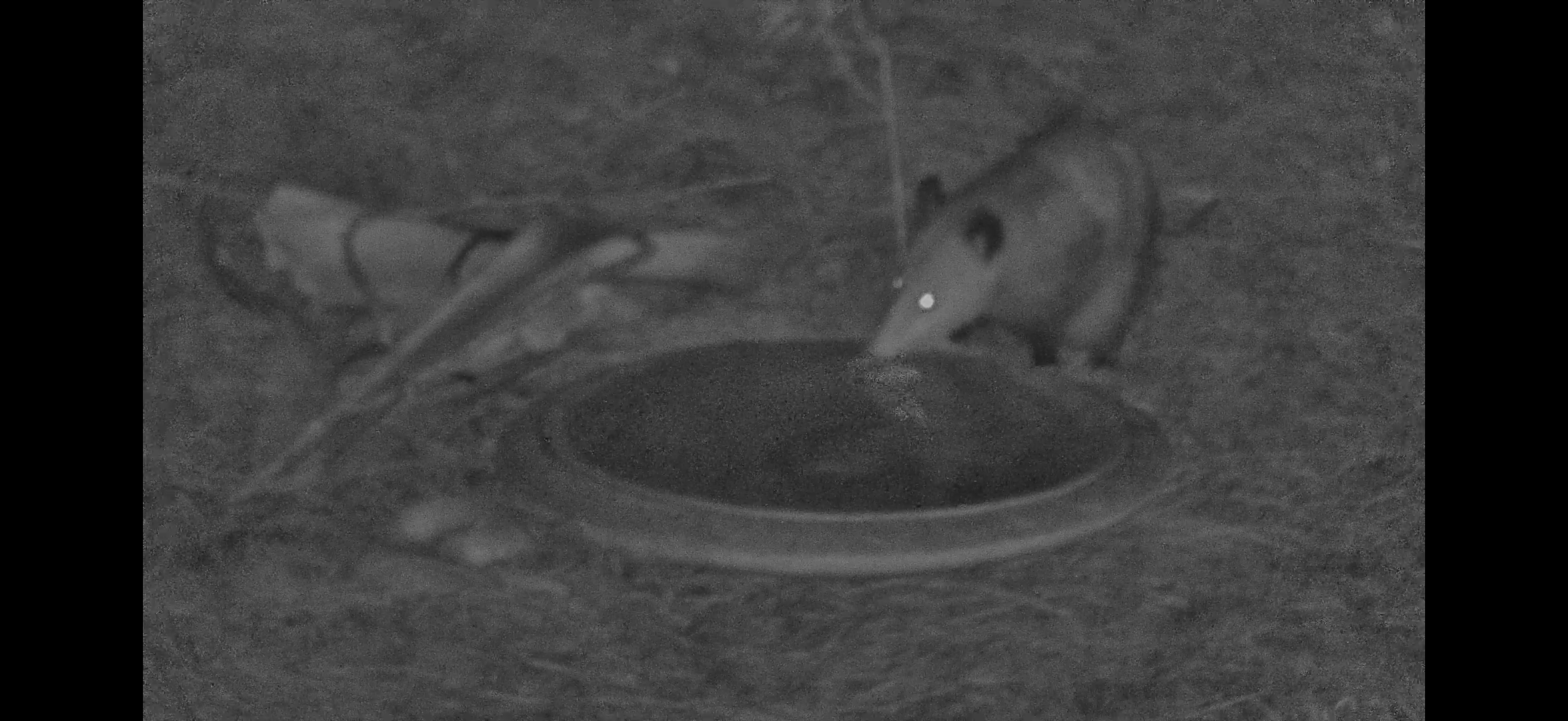 Mama Possum At Water Bowl & Pouch Full of Babies
