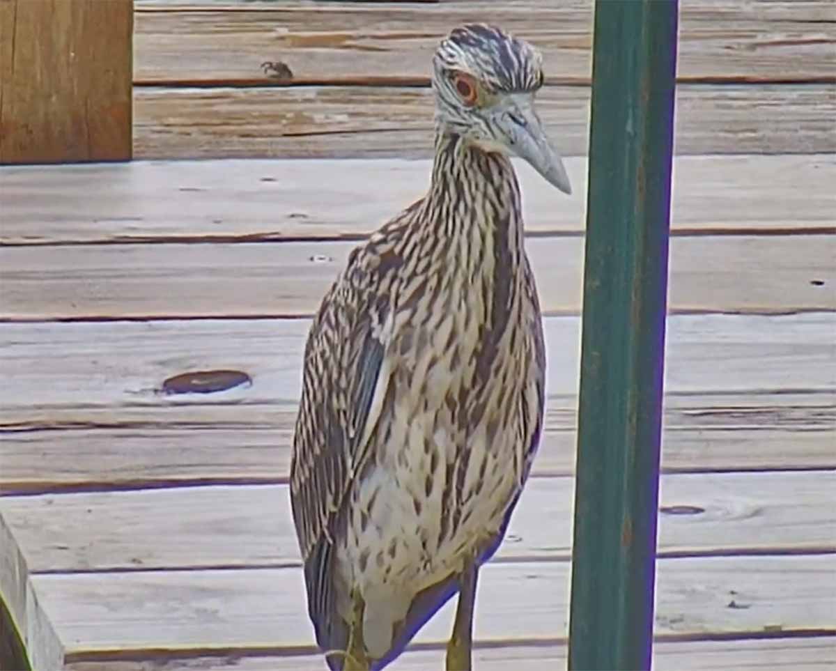 Juvenile Yellow Crowned Night Heron