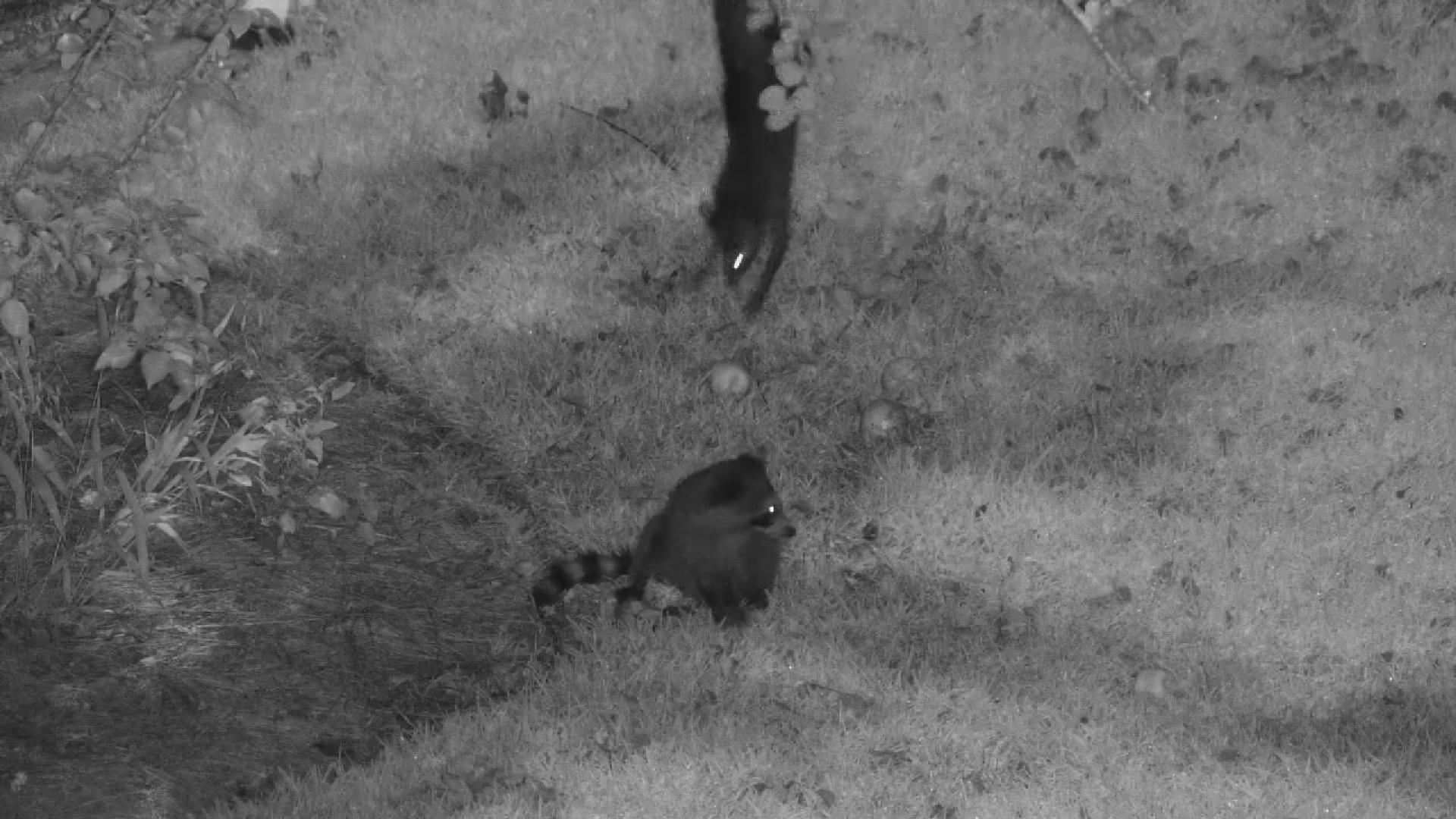 Raccoon Siblings Eating Pears and a Raccoon “Back Flip”