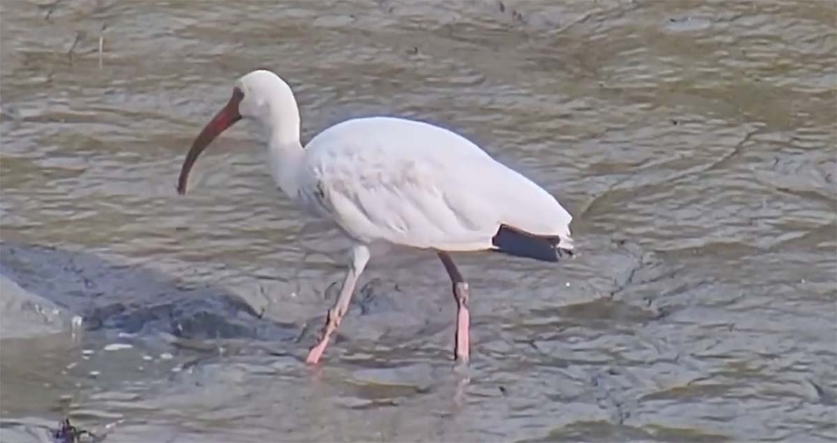 Adult White Ibis In Pluff Mud
