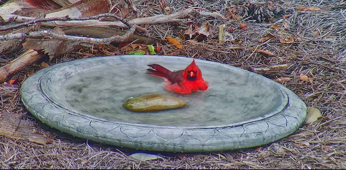 Male Cardinal Bath time