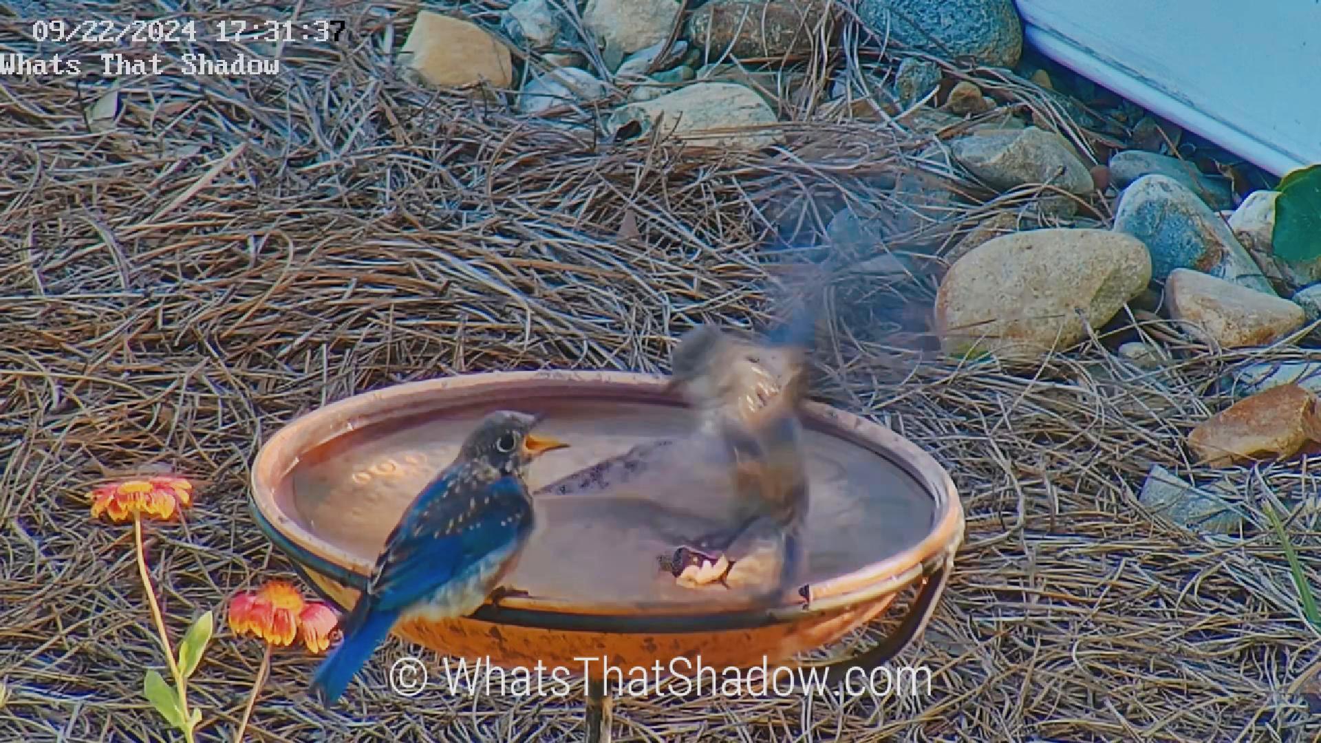2 Immature Bluebirds chat at the birdbath