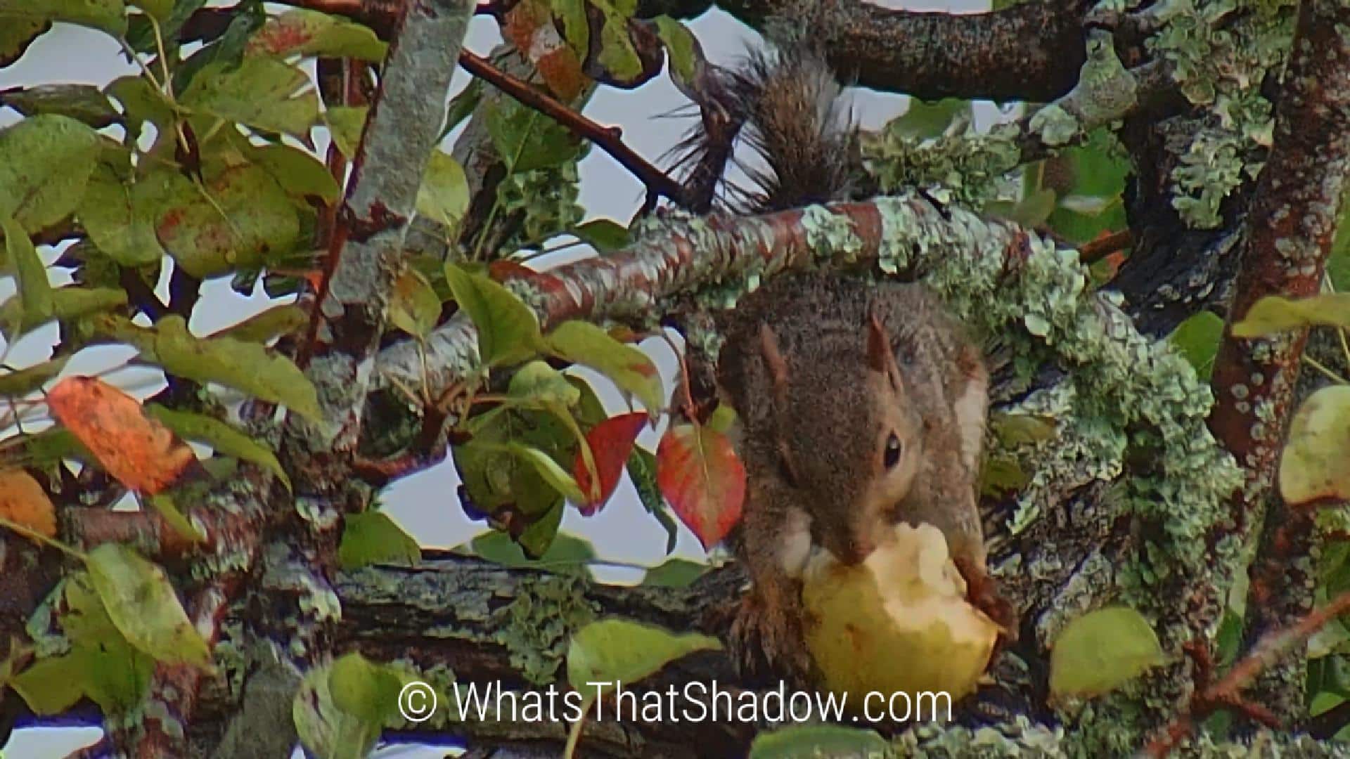 Eastern Grey Squirrel Gnawing On A Pear