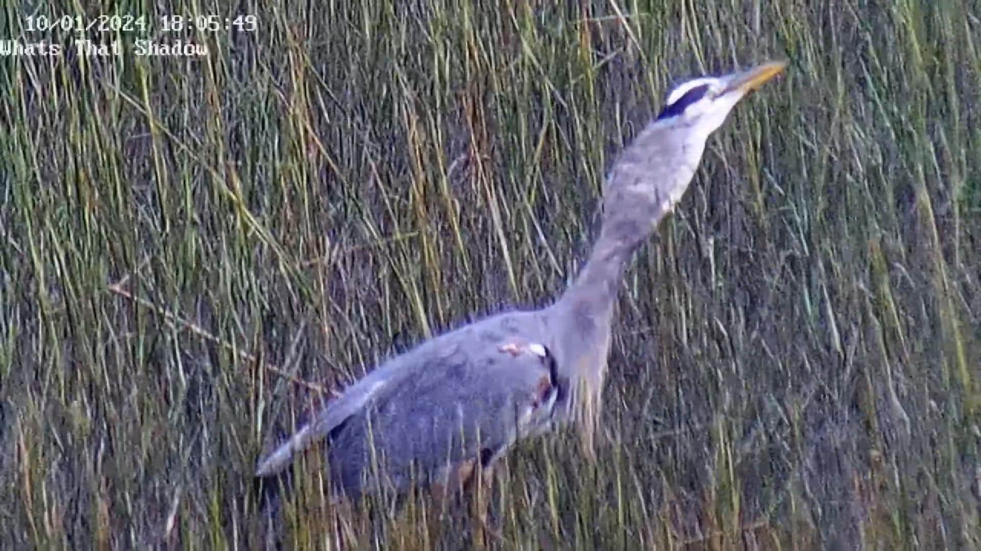 Great Blue Heron “I Ate The Whole Thing”