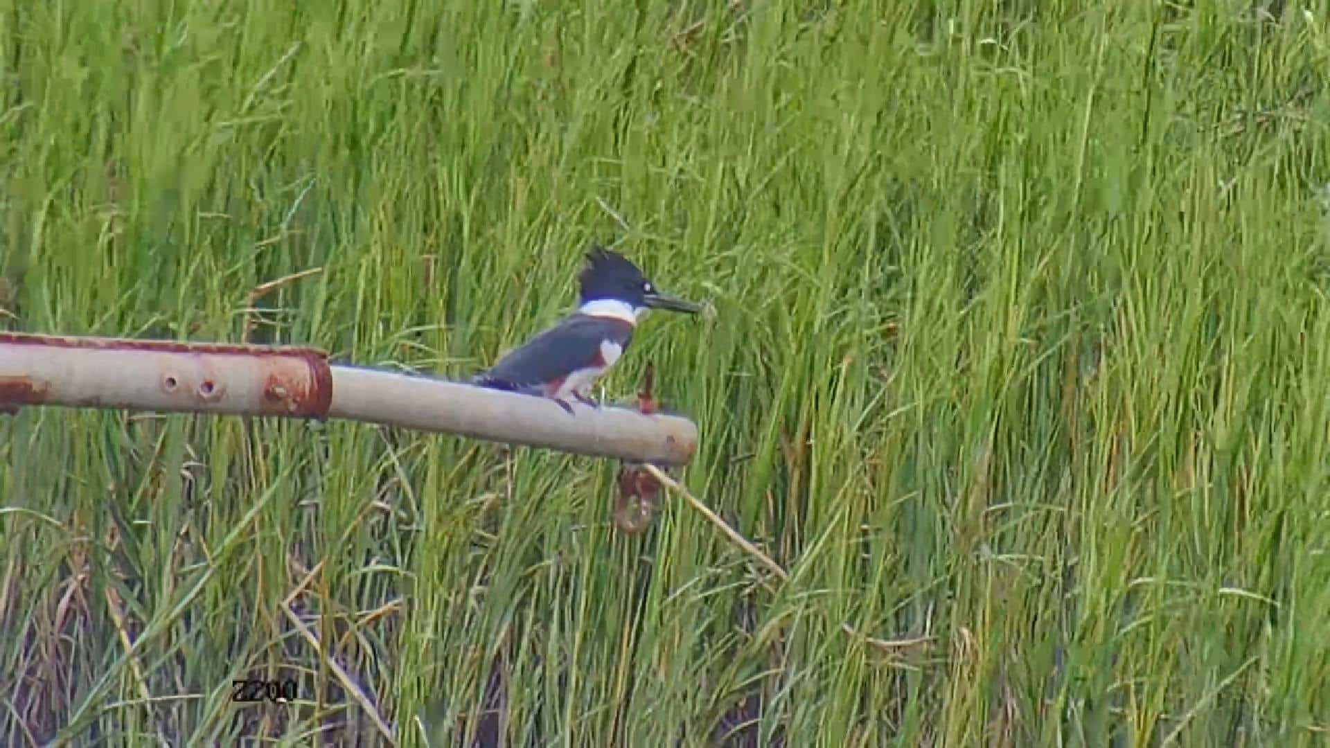 Female Banded Kingfisher Chilling On A Pole