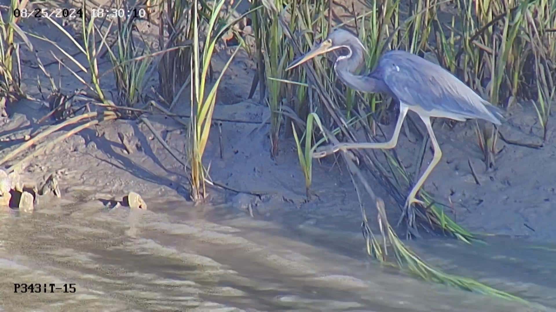 Tri Colored Heron Tromping Marsh Grass