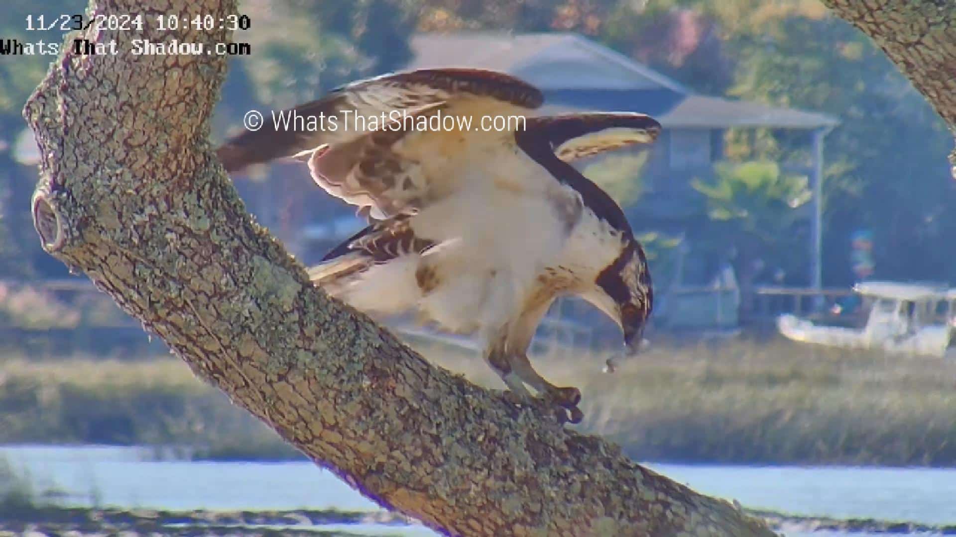 Female Osprey Eating, Pooping, Feaking