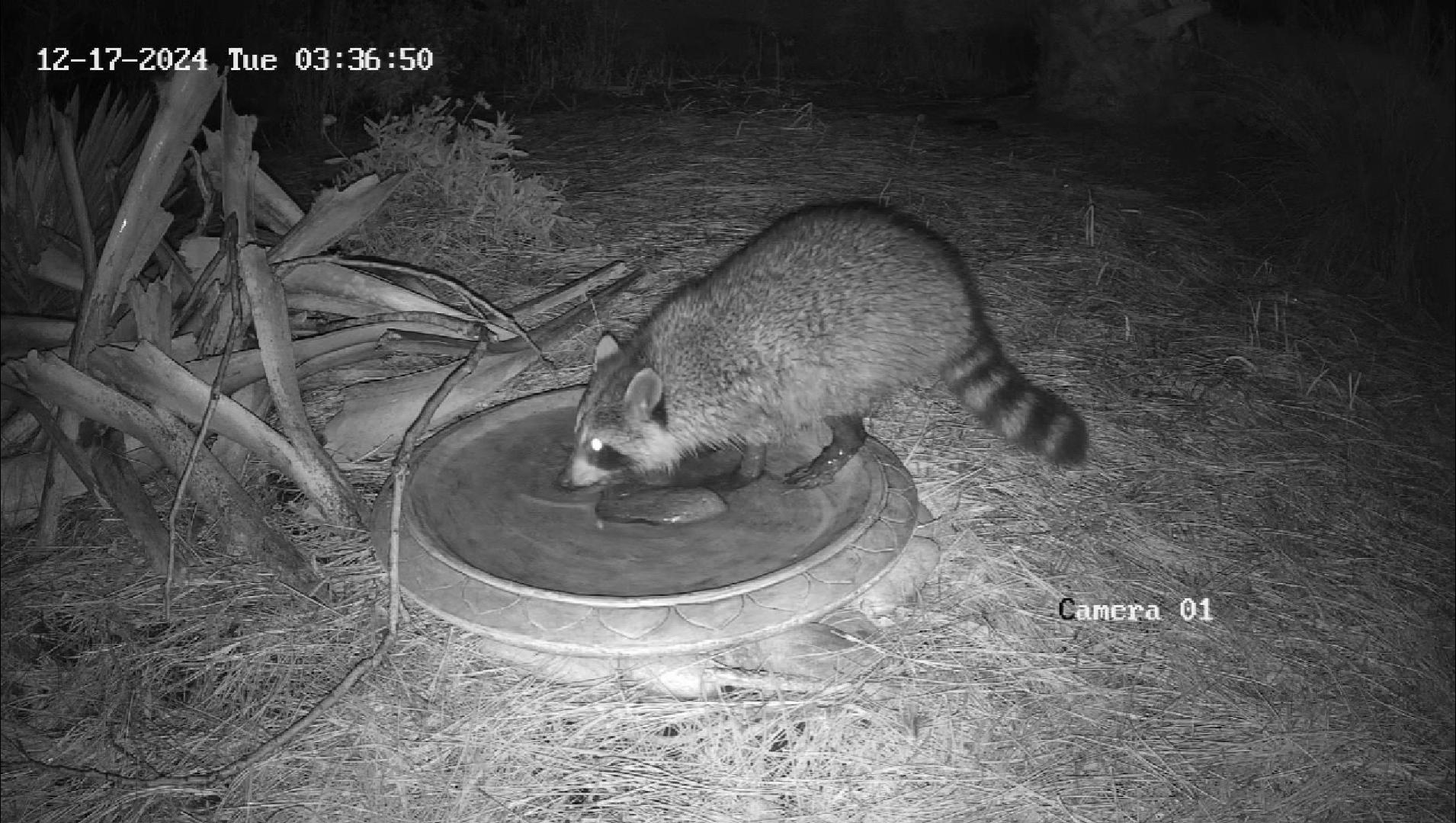 Marsh Raccoon w/ Pluff Mud Feet Scurries Through Fog