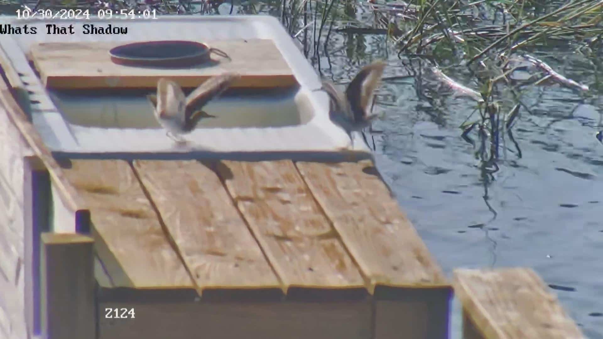 Spotted Sandpiper Courtship mating ritual?