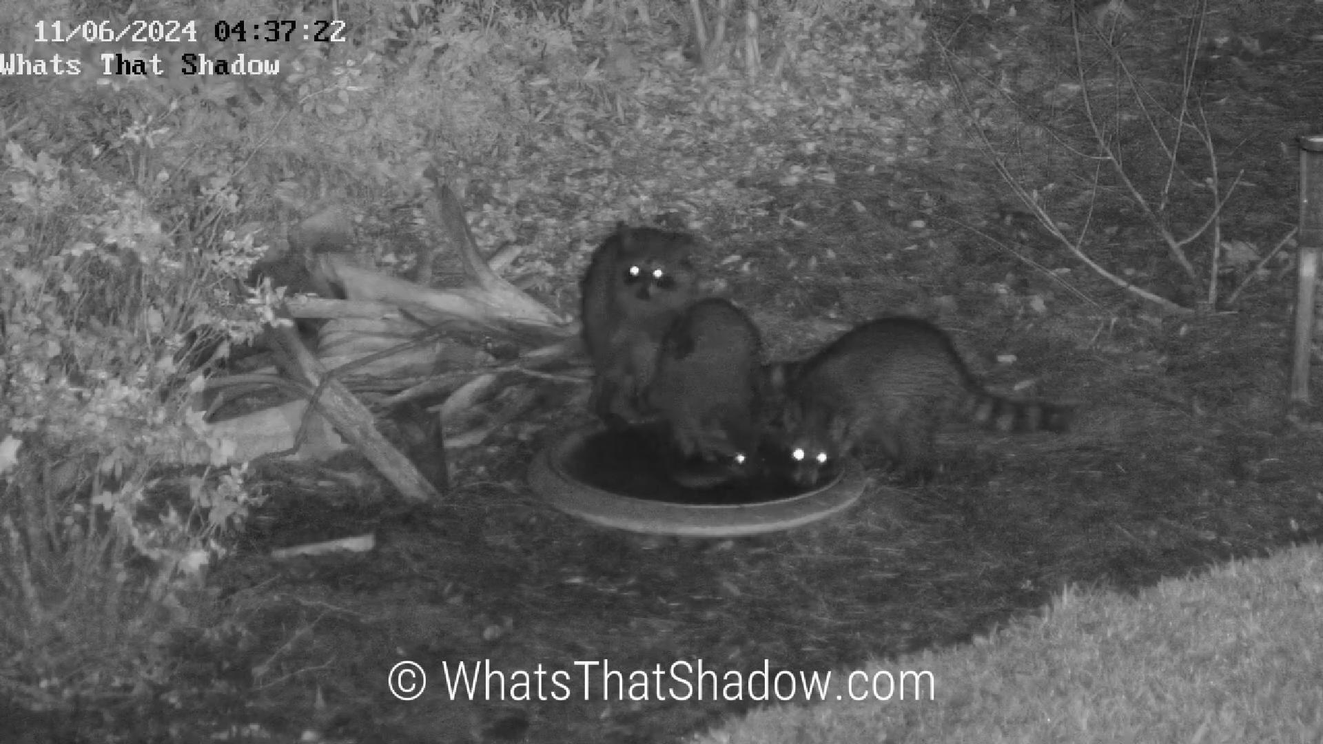 3 Raccoons Raccooning in Water
