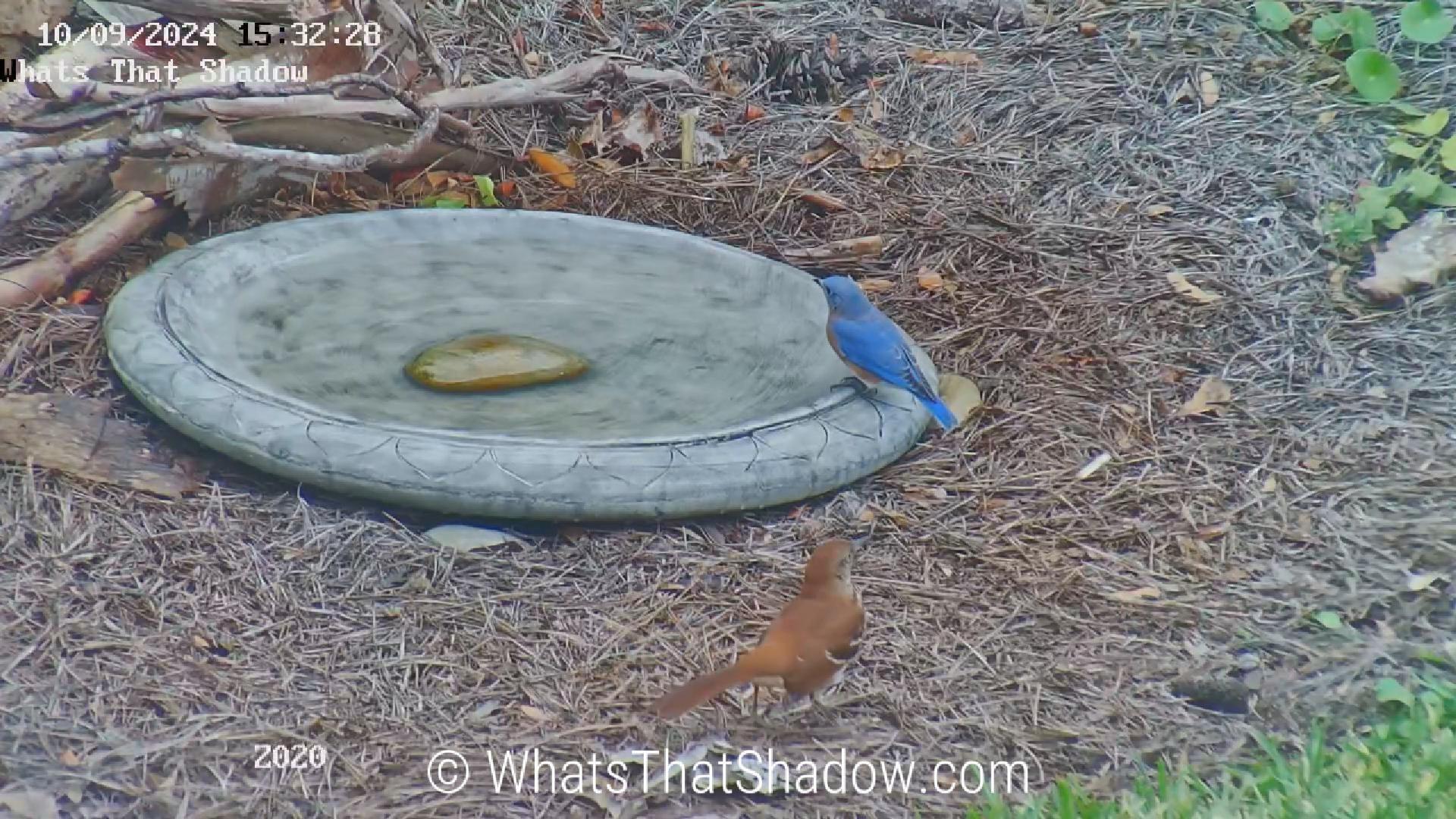 Bluebird and Brown Thrasher at The Waterbowl