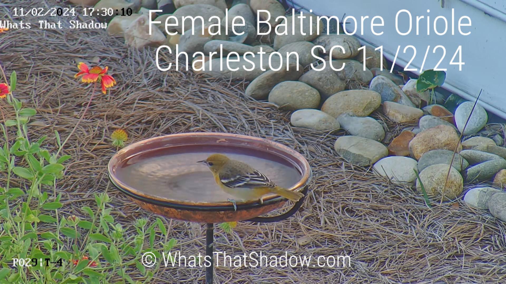 Immature Female Baltimore Oriole