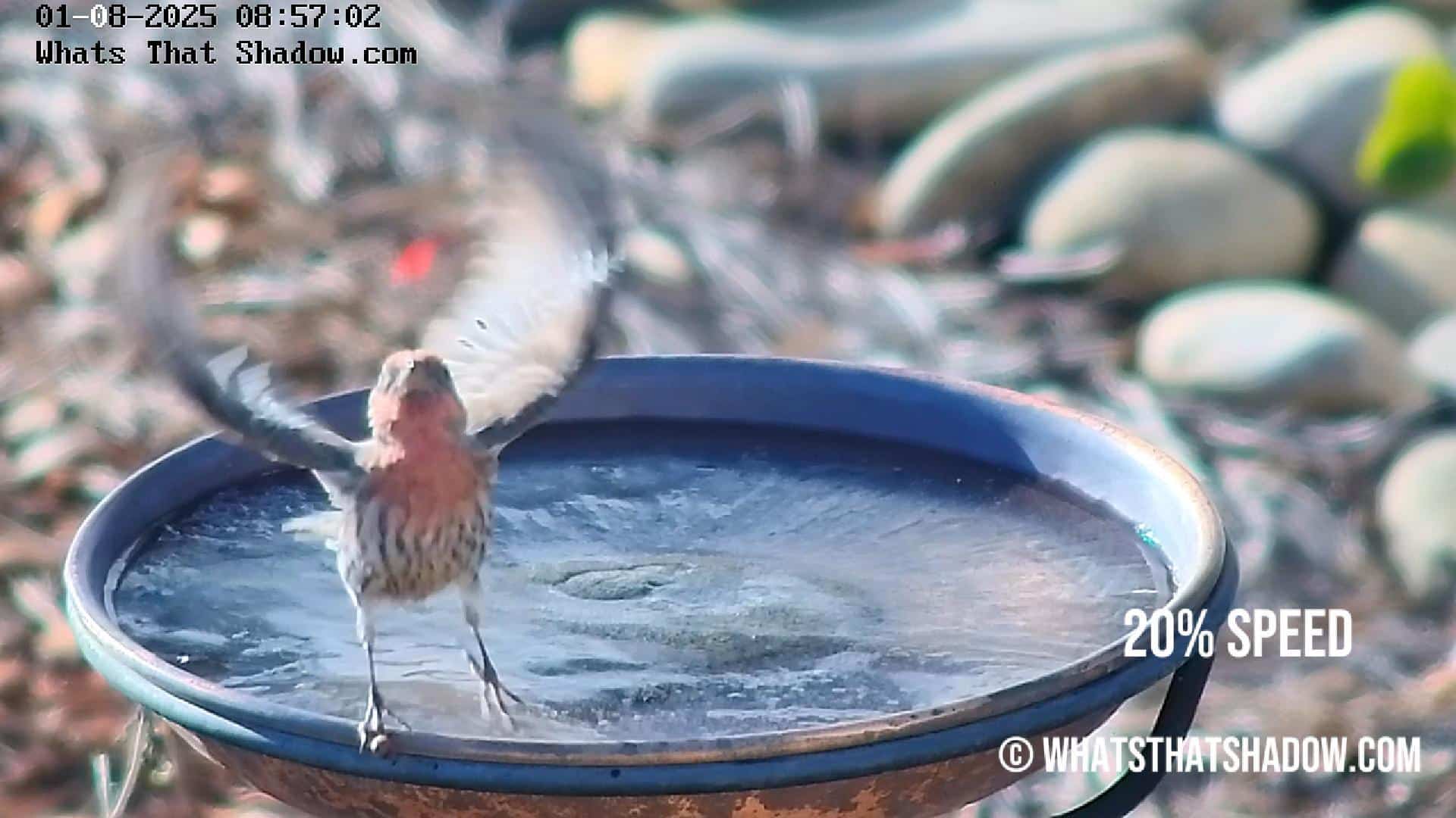 Male House Finch Drinking Frozen Water