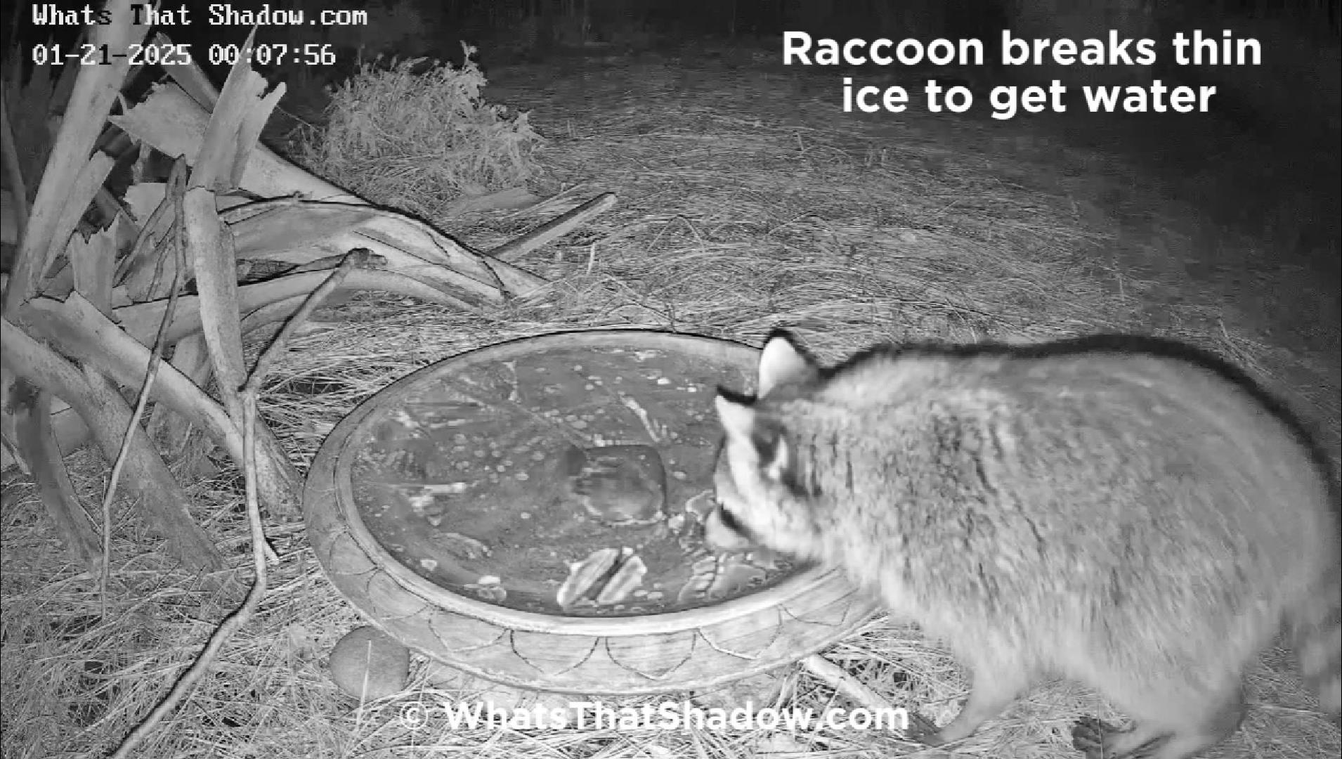 Raccoon breaks through ice to get water