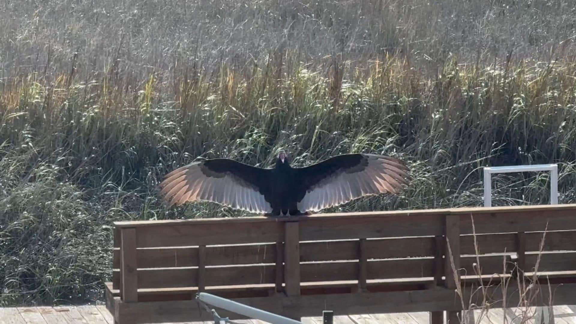 Turkey Vulture Sunning Horaltic Pose