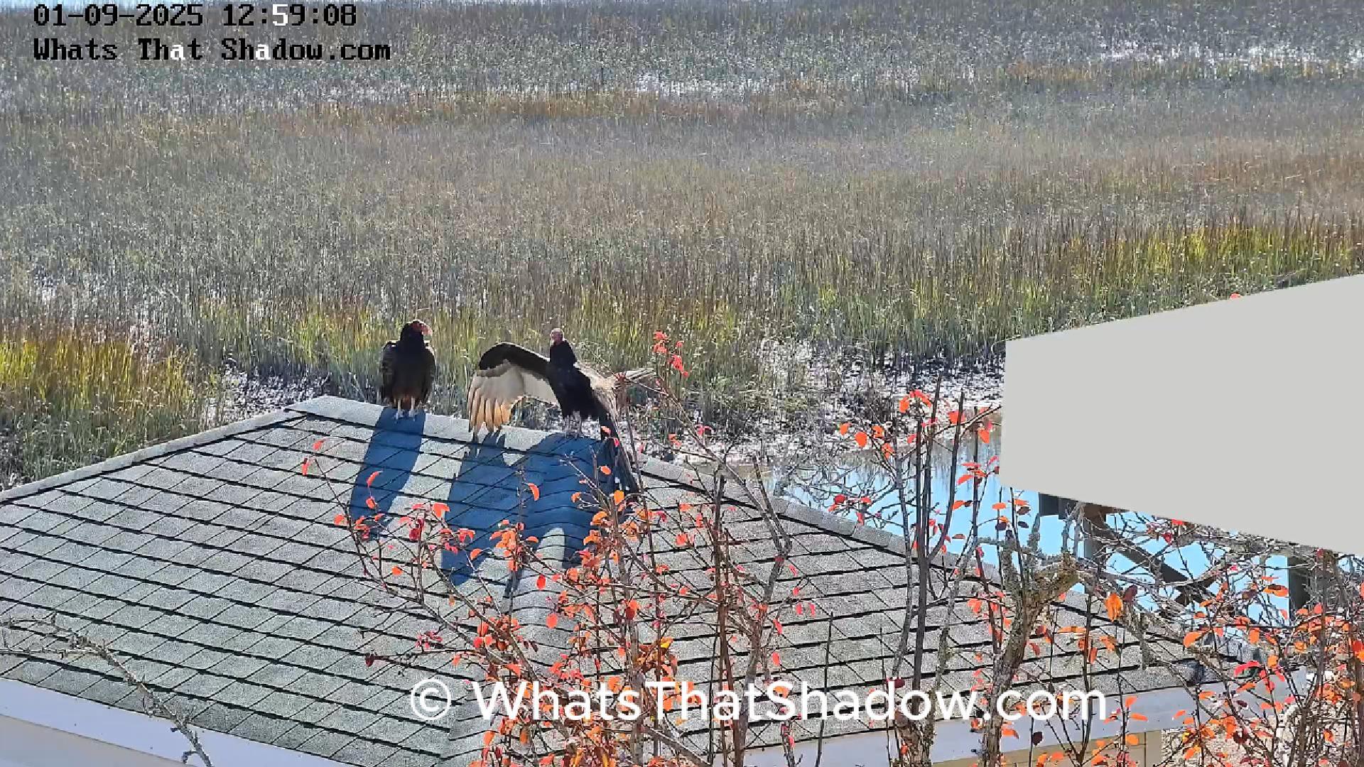 See Through Turkey Vulture Nose