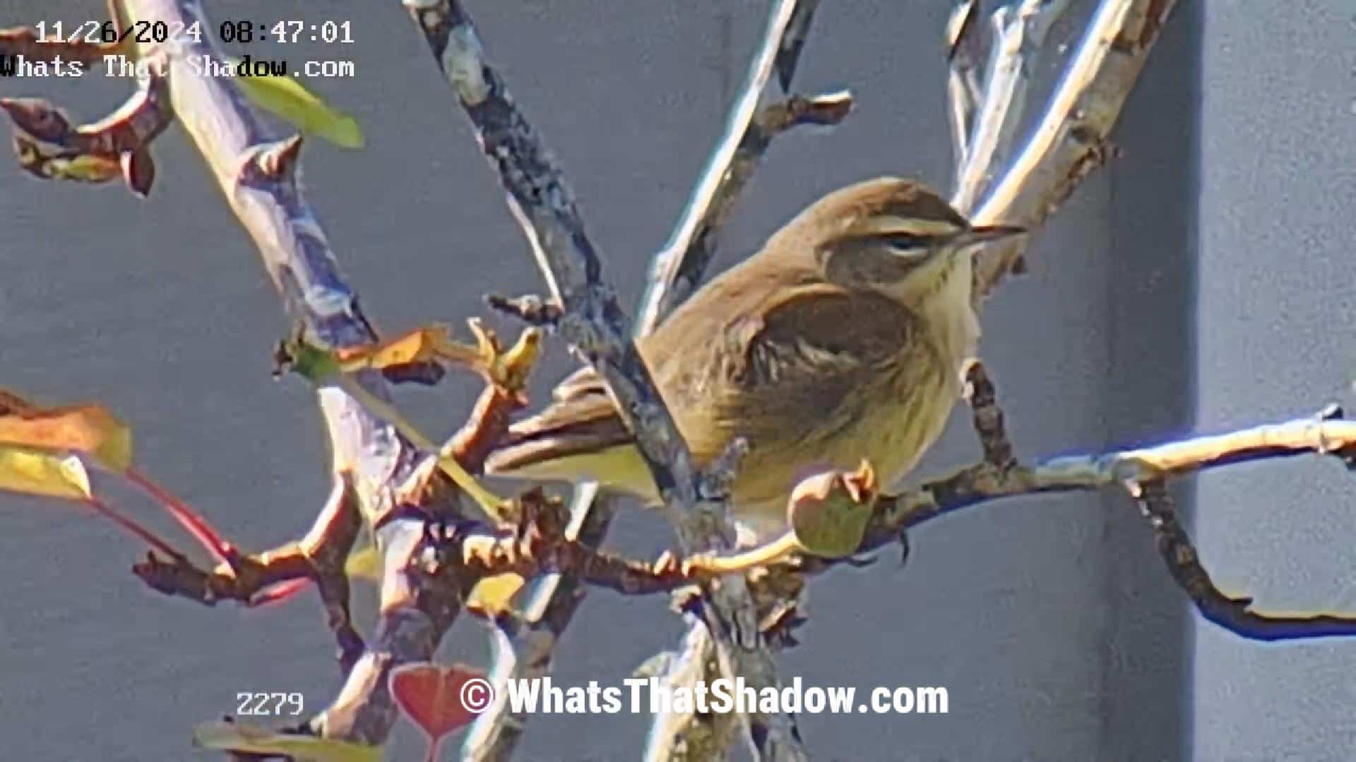 Fidgety Palm Warbler Feaking and Preening