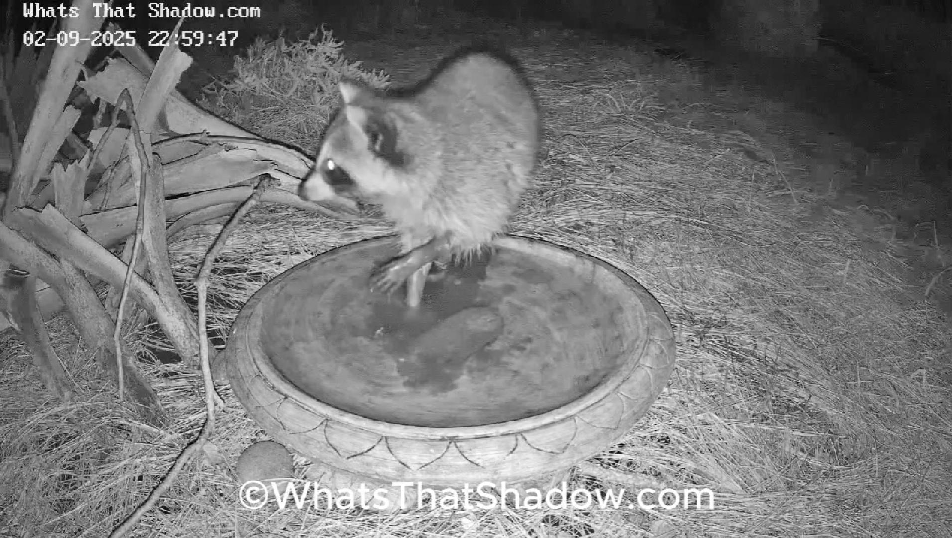 Pluff Mud Raccoon Cleaning Eyes