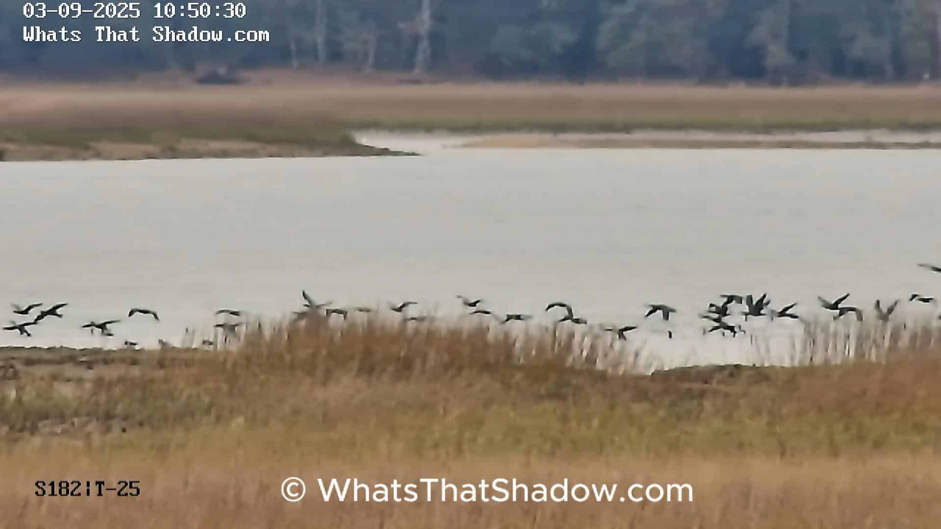 double Crested Cormorant Flock