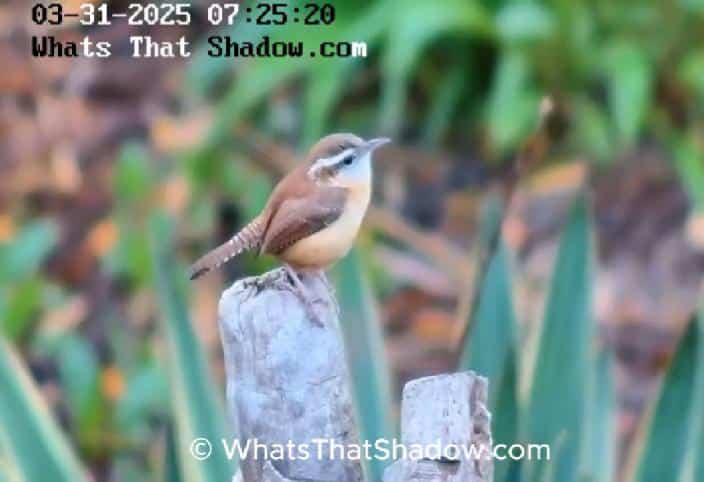 Carolina Wren Looking Pretty