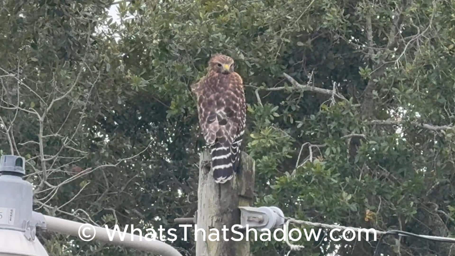 Adult Red Shoulder Hawk On Lightpole