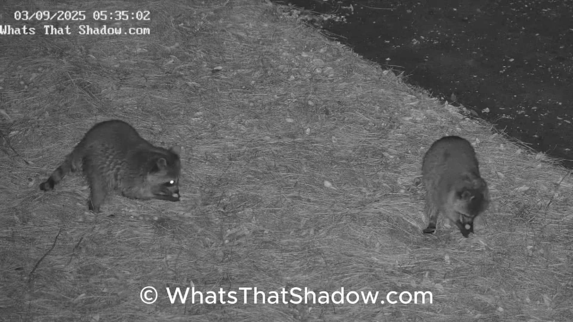 Two Raccoons Eating Pecans