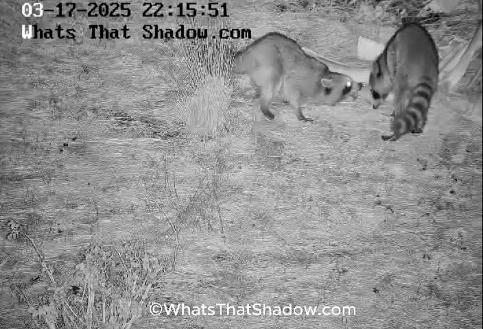 2 Raccoons Playing & Flirting