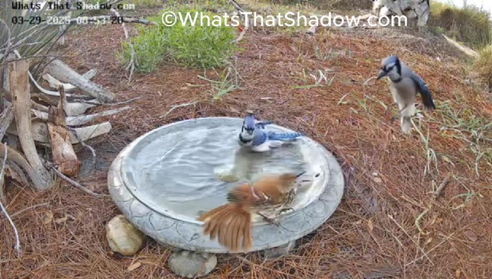 Brown Thrasher Bath Standoff with Blue Jays