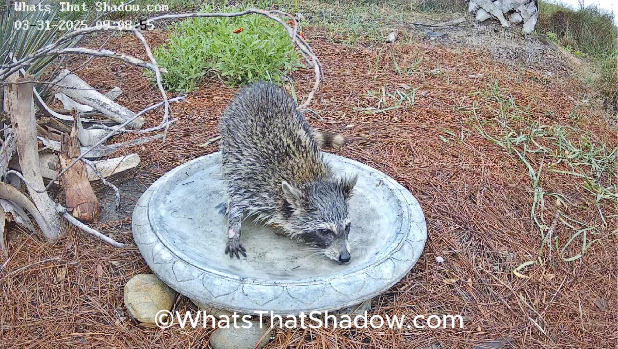 Thirsty Marsh Raccoon On Day Bender