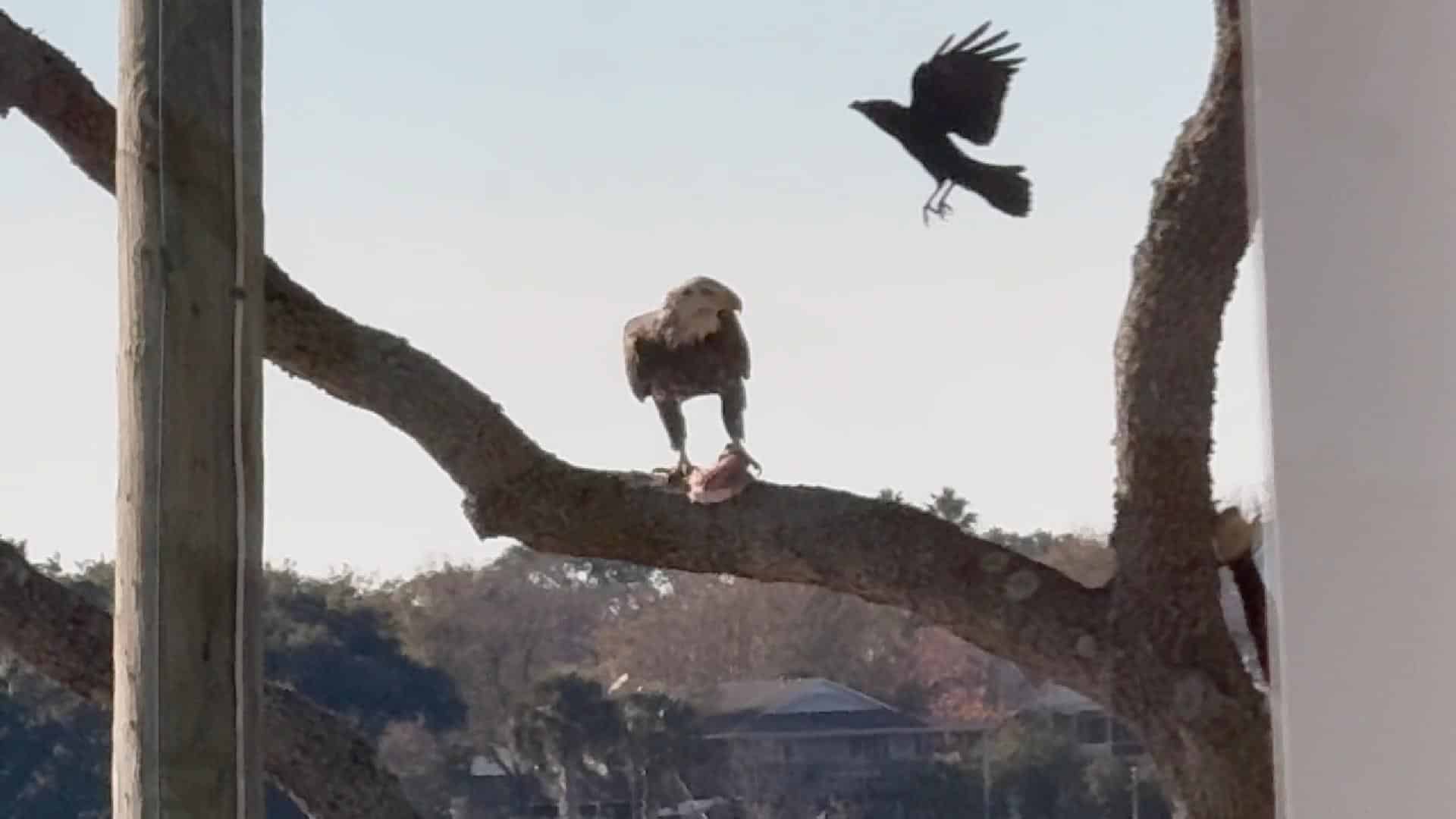 Eagle Eating Fish Being Harassed