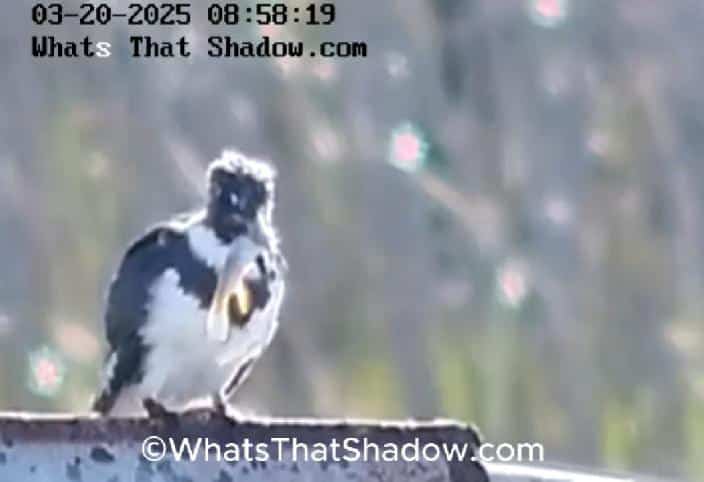 Male Belted Kingfisher Eats Fish