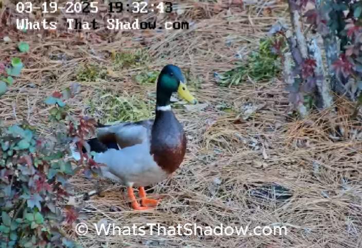 3 Male Mallard Ducks Chasing Female