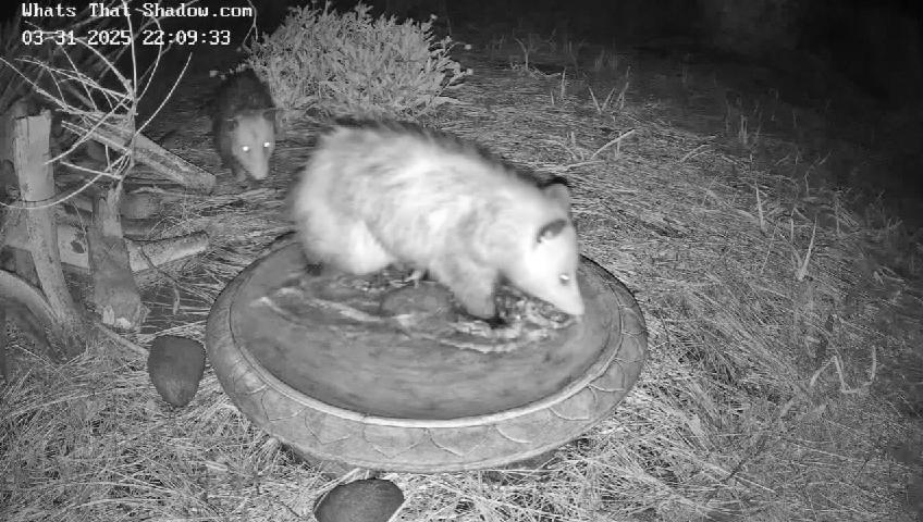 Mama Possum with cute opossum stalker