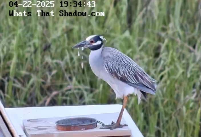 Thirsty Yellow Crowned Night Heron Drinking
