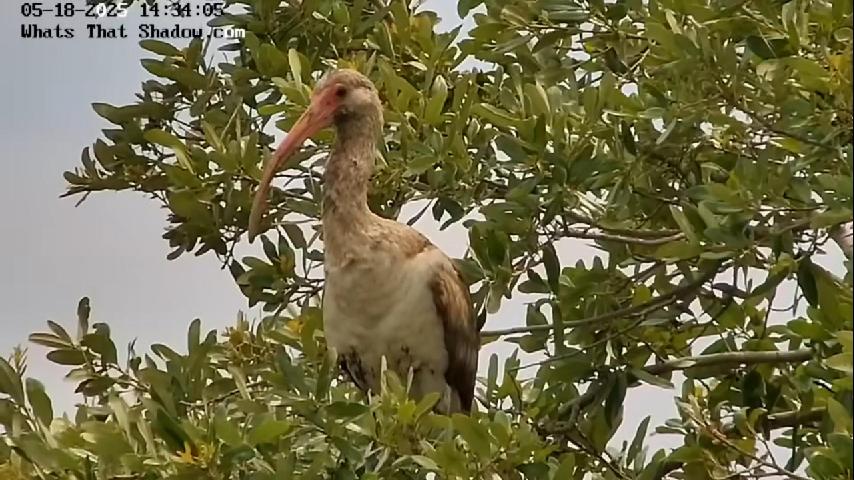 Immature White Ibis Chilling In Oak