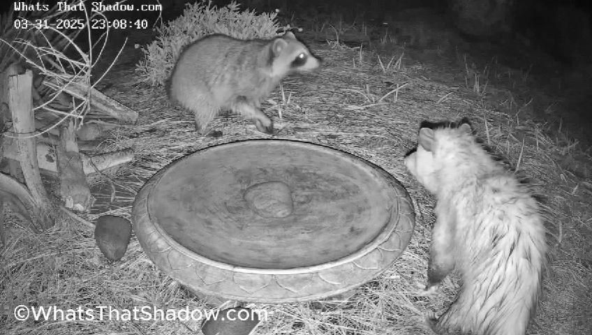 Wet Possum and Raccoon Grab A Drink