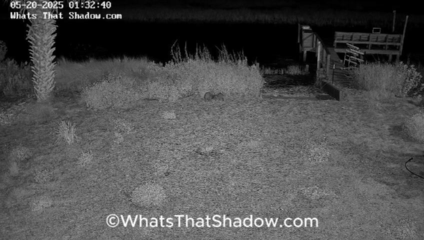 Raccoon Wrestle Mania