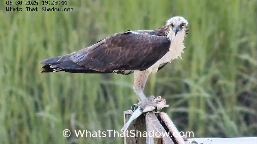 Osprey Eats Fish On Dock