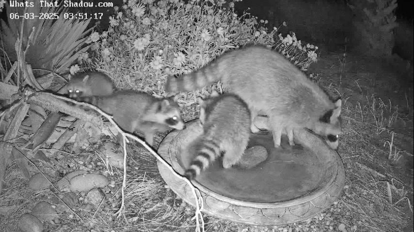 First 3 Raccoon Kits / Cubs / Babies 2025