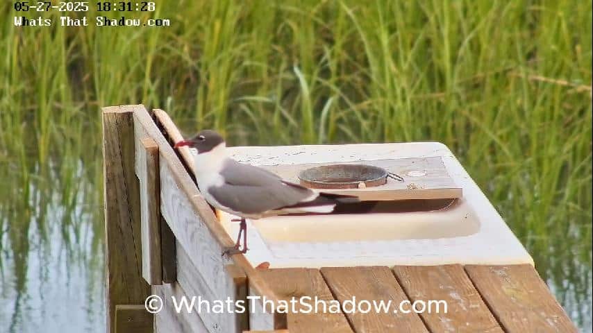 Breeding Plumage Laughing Seagulls & Yellow Crowned Night Heron