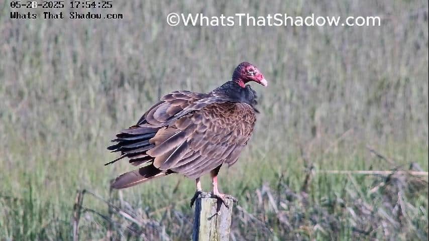 Turkey Vulture Feaking After Eating