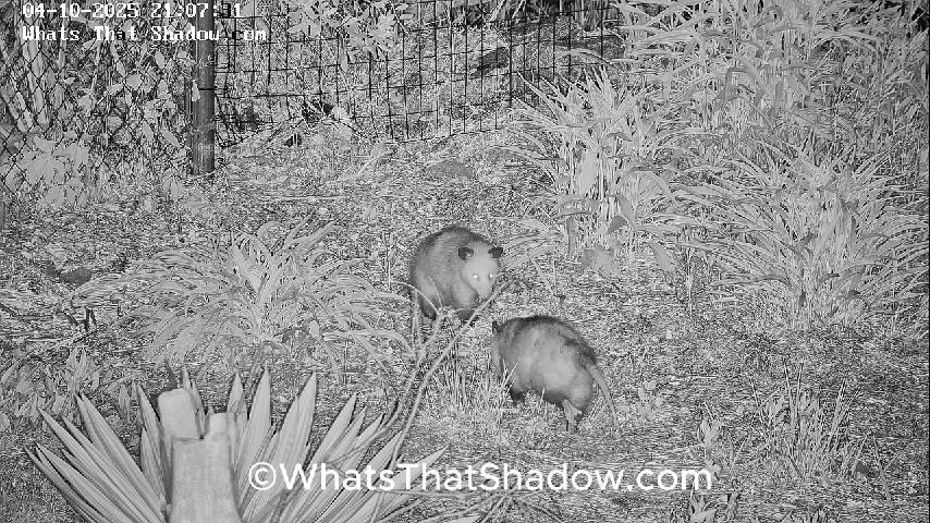 Two Male Opossums territory Bites