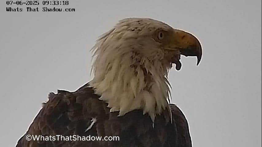 Bald Eagle Missing Lower Jaw (Mandible / Beak) & Black Necrotic Feet