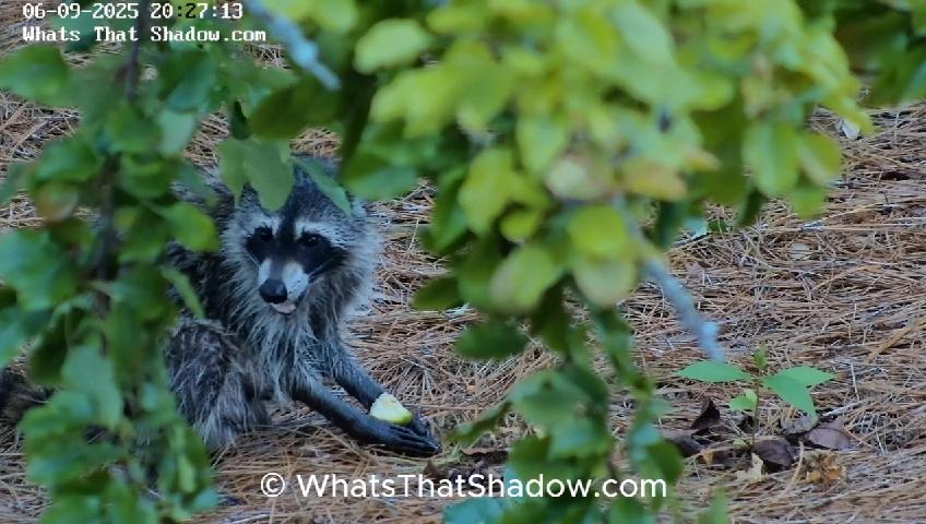 Healthy Raccoons Out In The Day Light