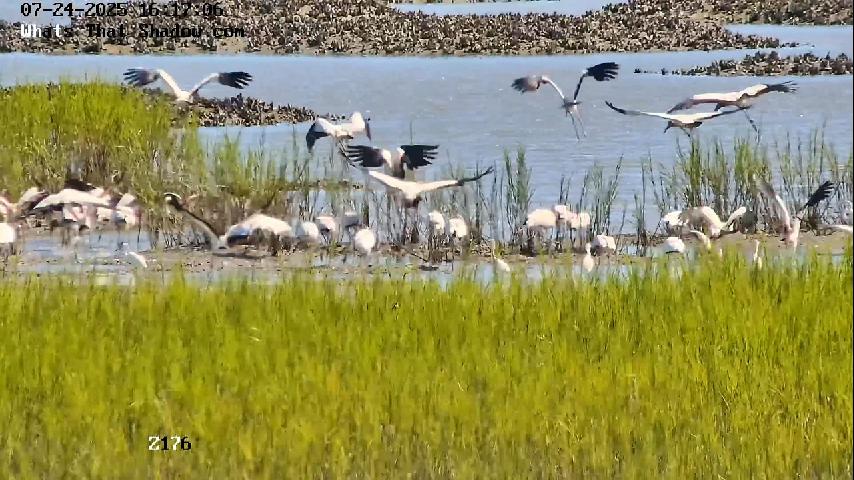 Wood Stork Flock / Muster Marsh Foraging