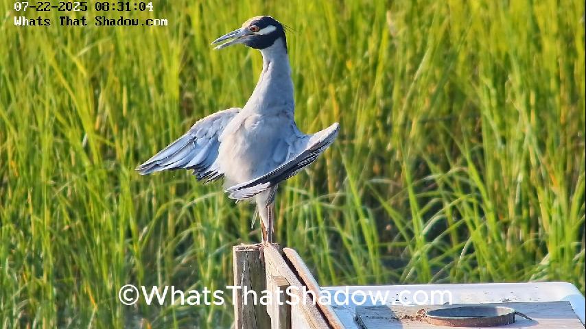 Yellow Crowned Night Heron Horaltic Pose & Gular Fluttering