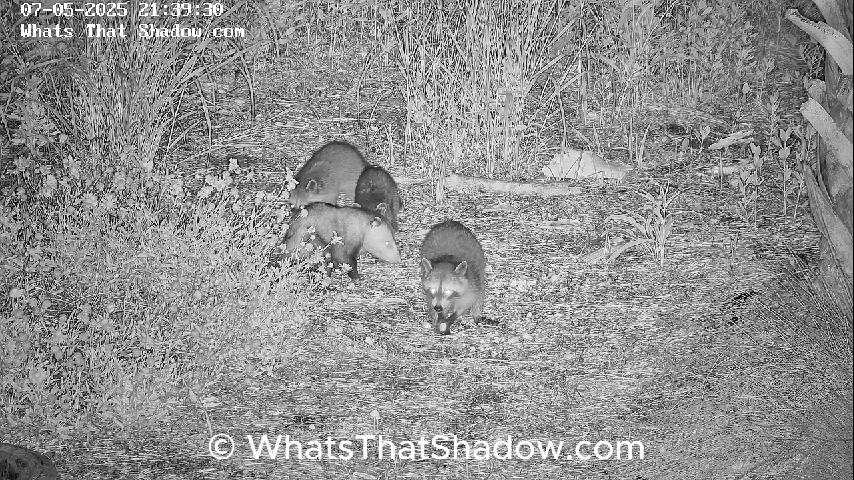 OPossum Eating With Raccoon and 3 Kits