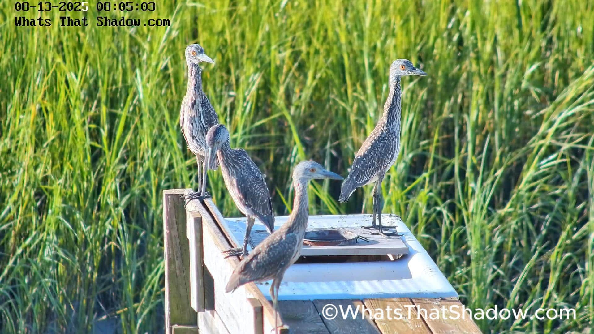 4 Yellow Crowned Night Herons Chillin’