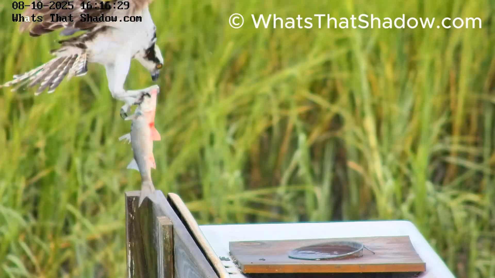 Male Osprey vs Live Fish