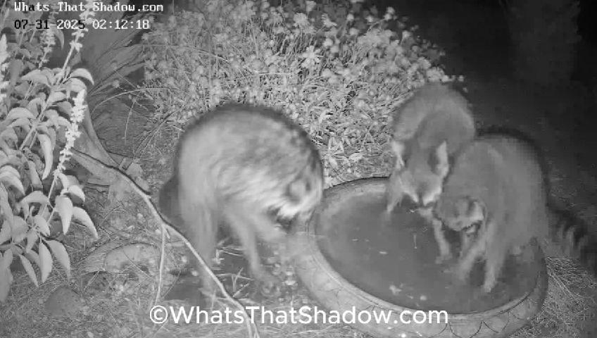 Raccoon Twin Kits Zoomies, Playing, Harassing Mama